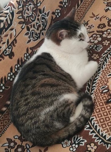 Кіт в добрі руки ♥️