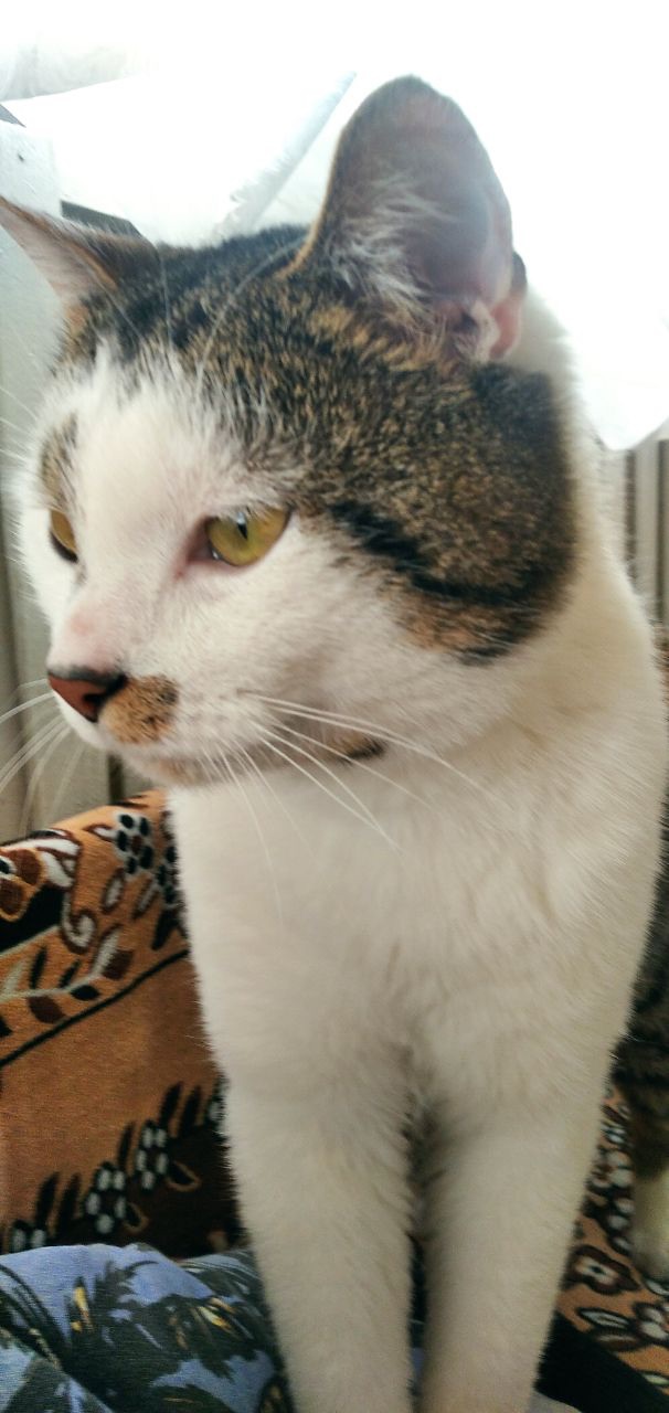 Кіт в добрі руки ♥️