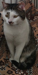 Кіт в добрі руки ♥️