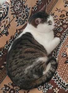 Кіт в добрі руки ♥️