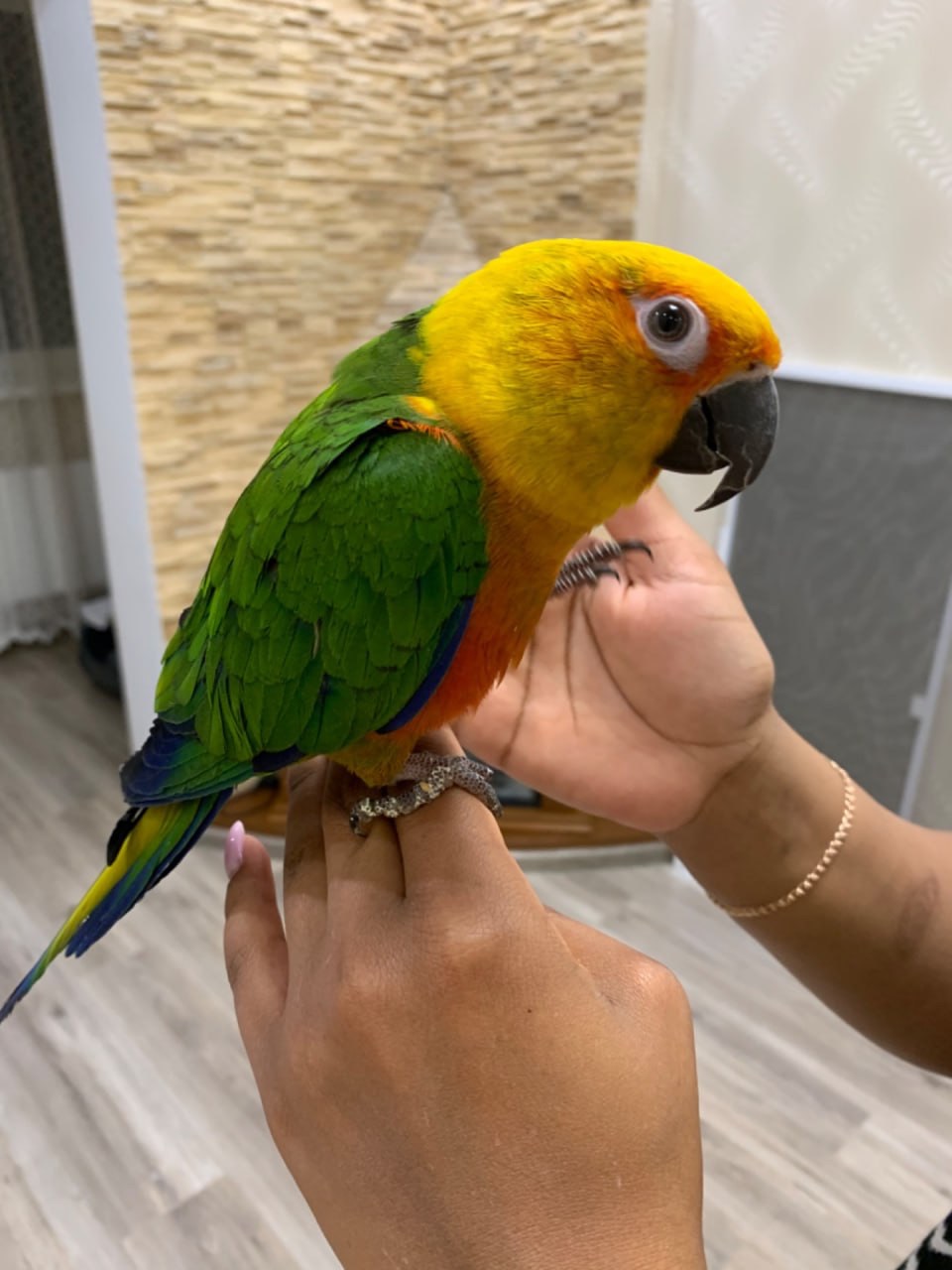 Папужка аратінга ручний птах, лагідний