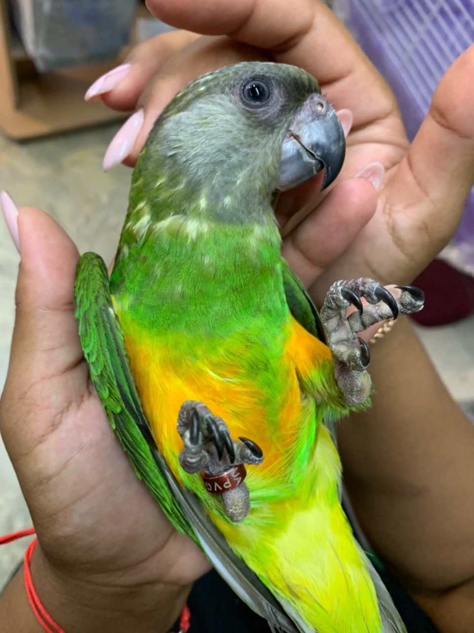 Сенегальський ручний папуга хлопчик