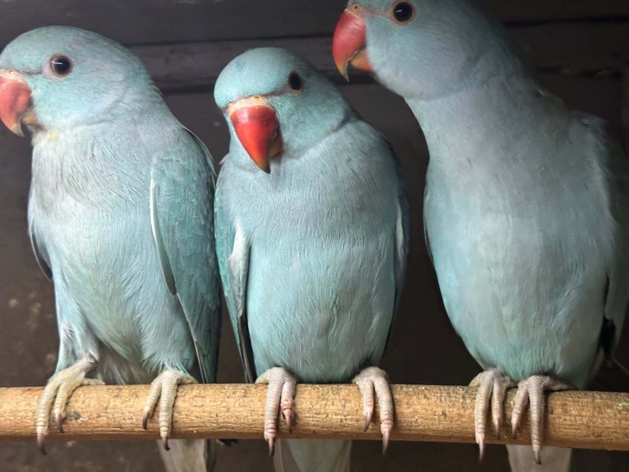 Ожерелові папужки пташенята молоді, ручні