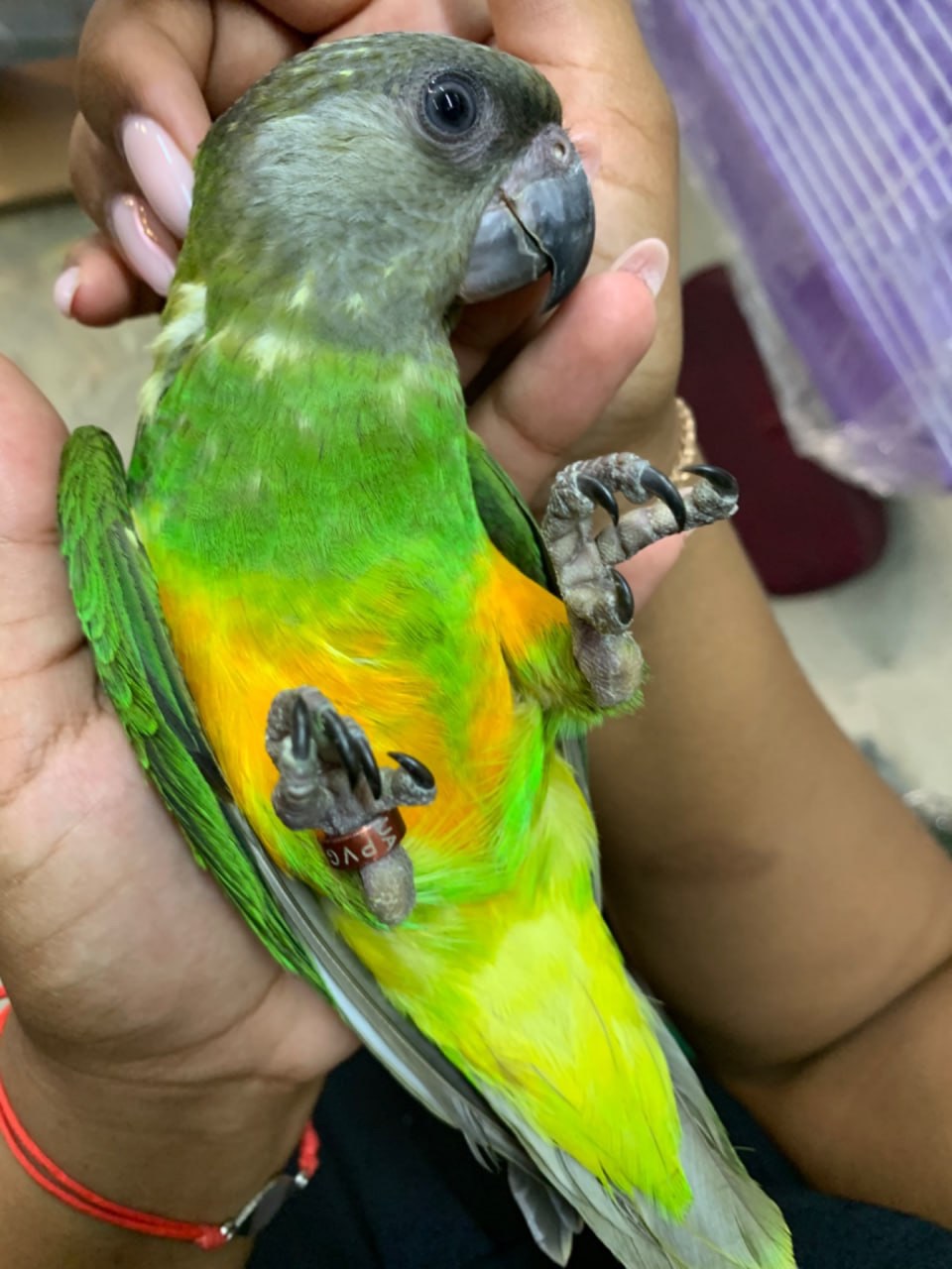 Сенегальський ручний папуга хлопчик