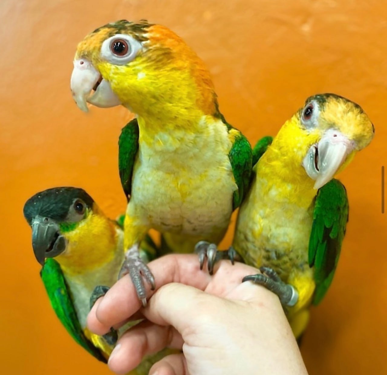 Каїк рудоголовий і чорноголовий