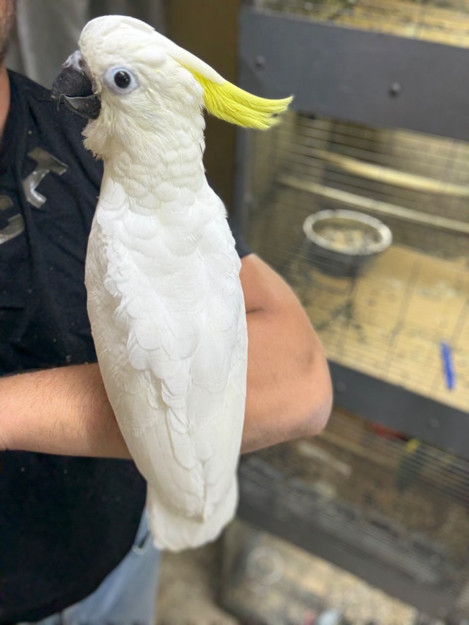 Папуга какаду жовтохохлий, рожеві, альба