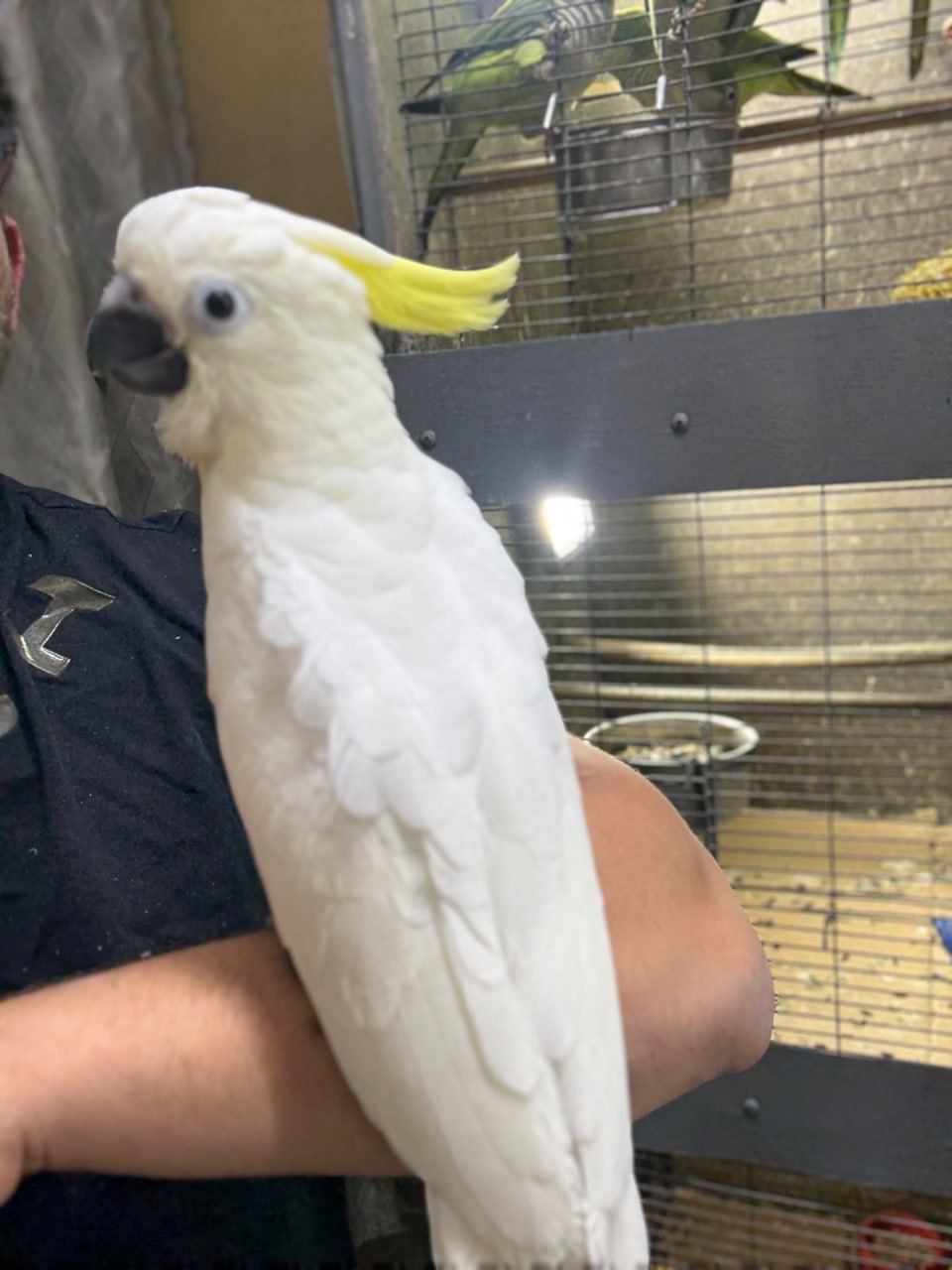 Папуга какаду жовтохохлий, рожеві, альба