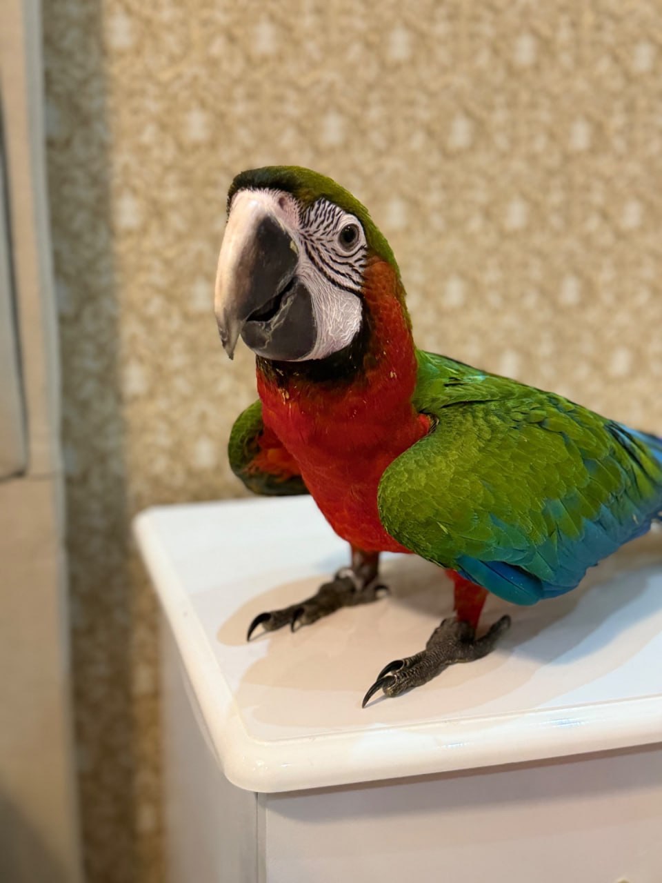 Великий гарний папуга Ара