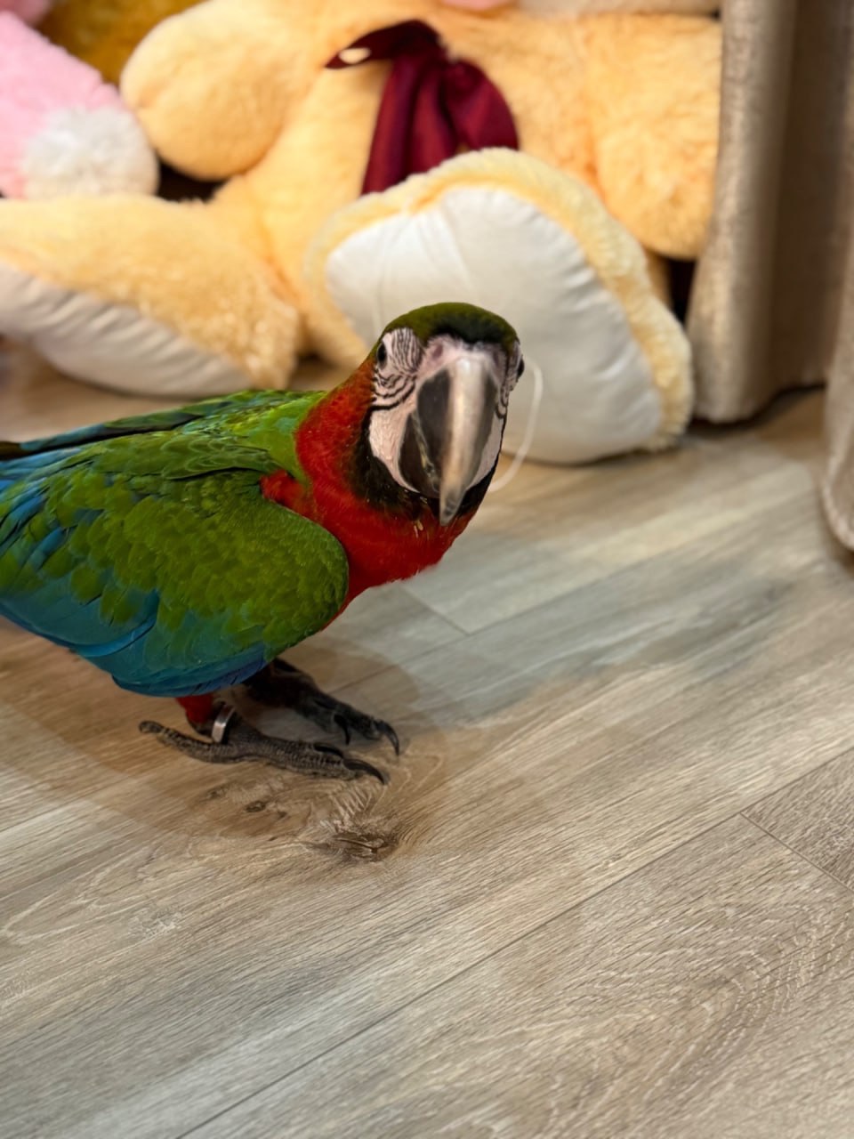 Великий гарний папуга Ара