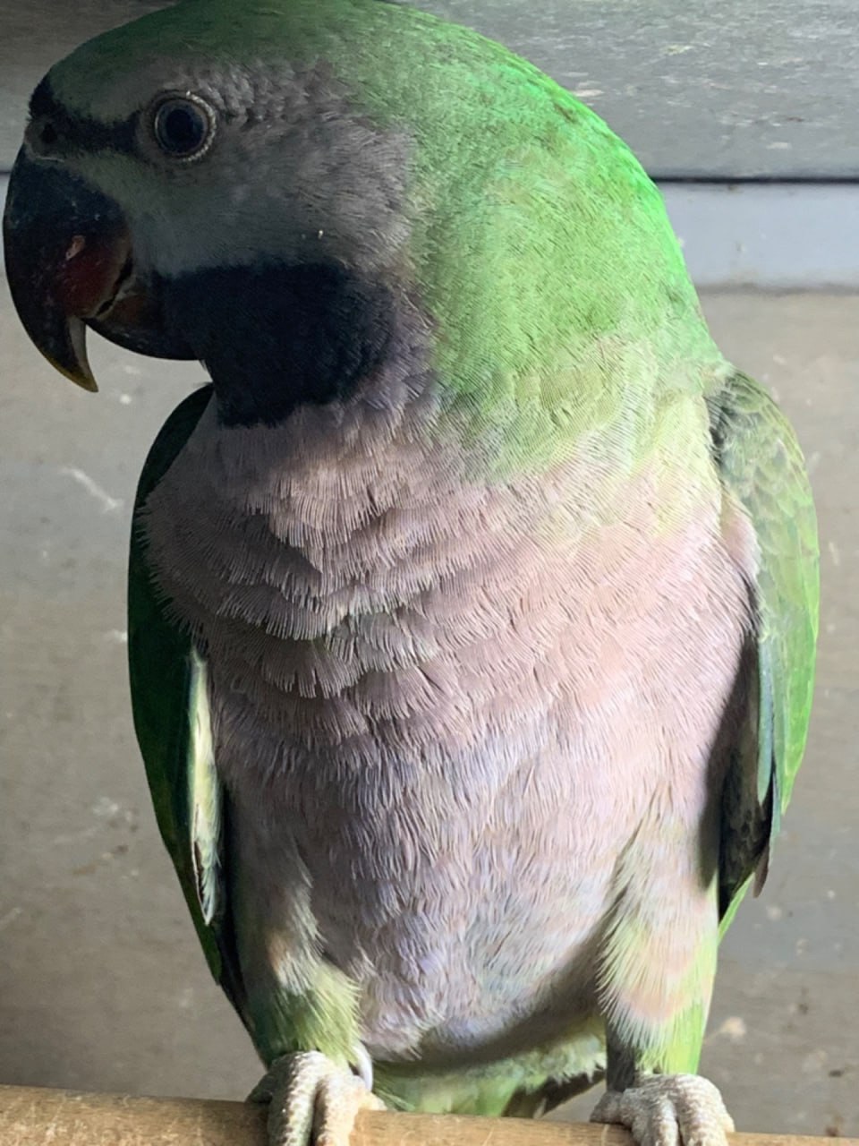 Шоворящі Великі Китайські кільчасті папуги, пташенята молоденькі