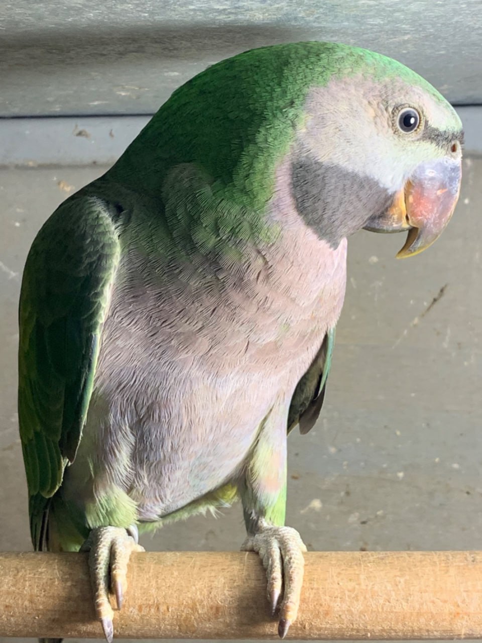 Шоворящі Великі Китайські кільчасті папуги, пташенята молоденькі