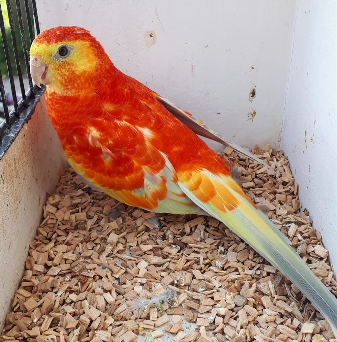 Співочі папуги молоді та дорослі пташки