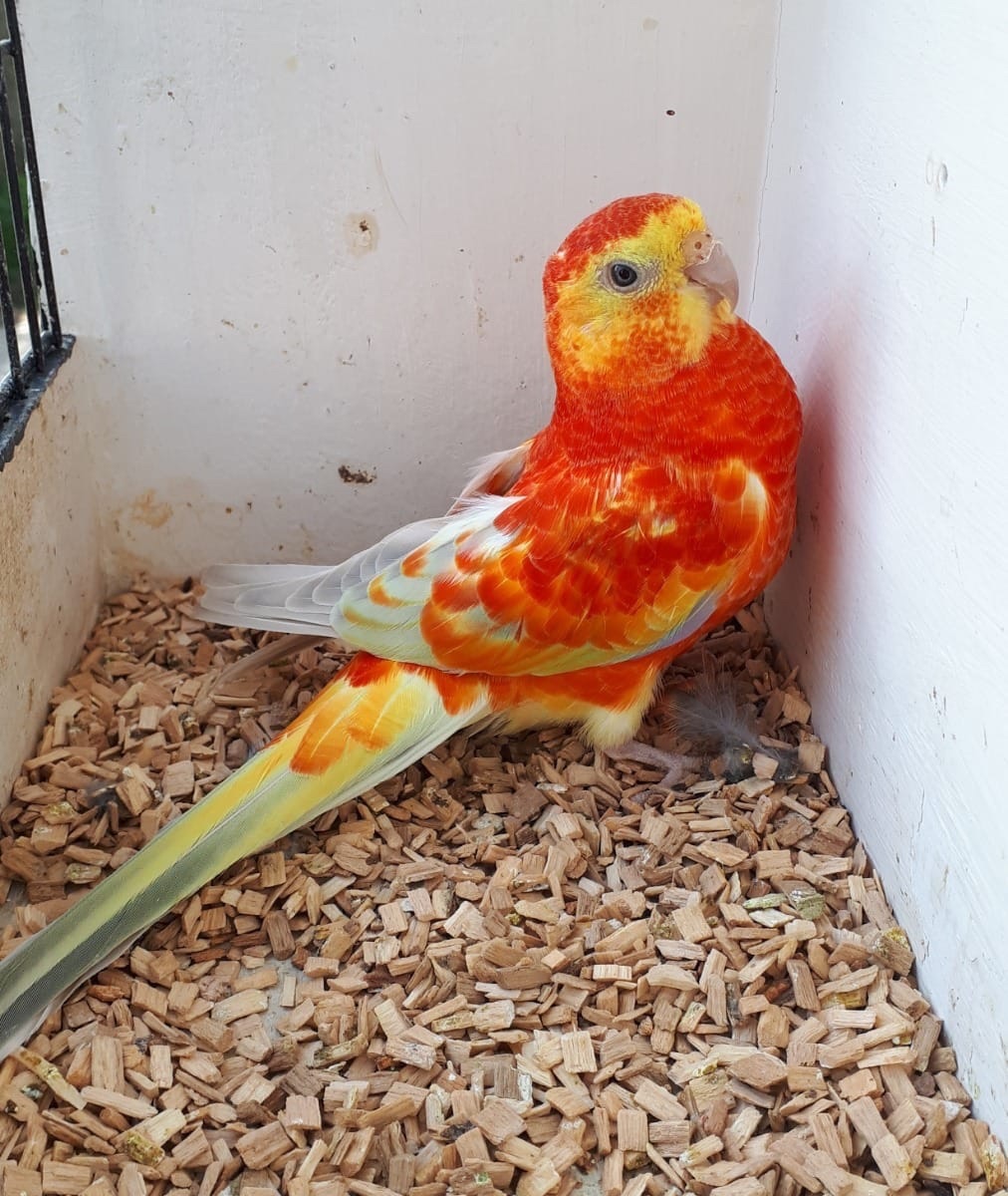 Співочі папуги молоді та дорослі пташки