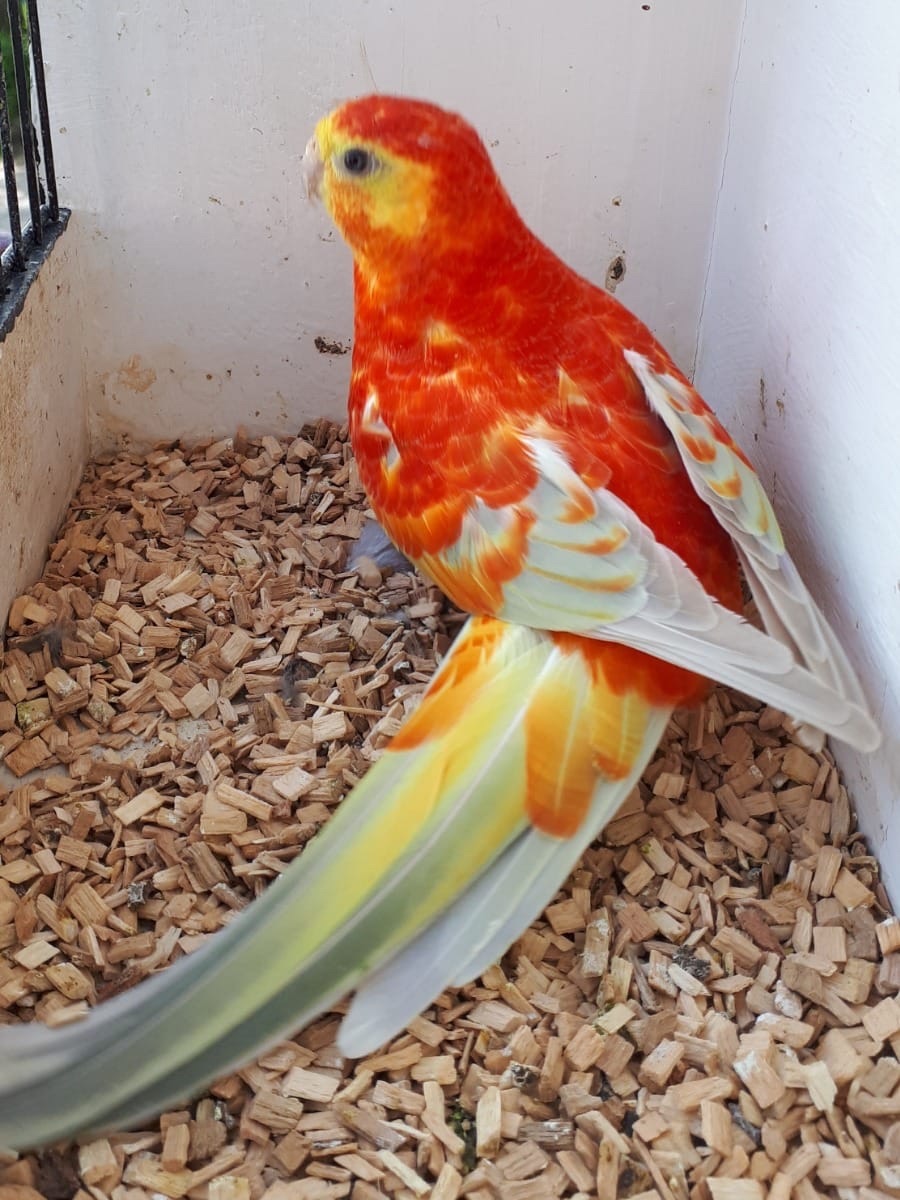 Співочі папуги молоді та дорослі пташки