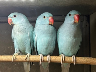 Ожерелові папужки пташенята молоді, ручні