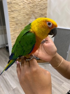 Папужка аратінга ручний птах, лагідний