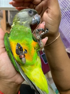 Сенегальський ручний папуга хлопчик