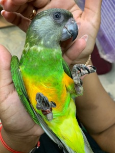 Сенегальський ручний папуга хлопчик