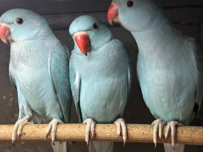 Ожерелові папужки пташенята молоді, ручні