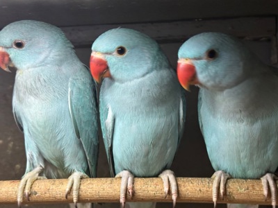 Ожерелові папужки пташенята молоді, ручні