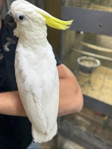 Папуга какаду жовтохохлий, рожеві, альба