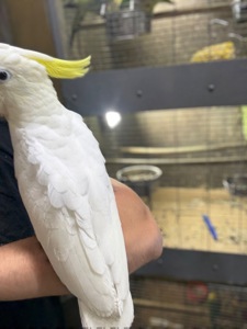 Папуга какаду жовтохохлий, рожеві, альба