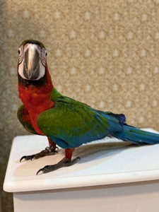 Великий гарний папуга Ара