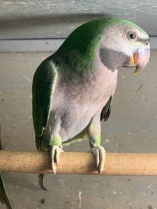 Шоворящі Великі Китайські кільчасті папуги, пташенята молоденькі