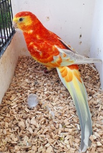 Співочі папуги молоді та дорослі пташки