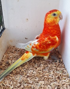 Співочі папуги молоді та дорослі пташки