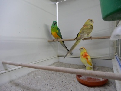 Співочі папуги молоді та дорослі пташки