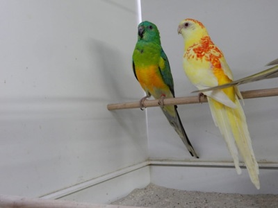 Співочі папуги молоді та дорослі пташки