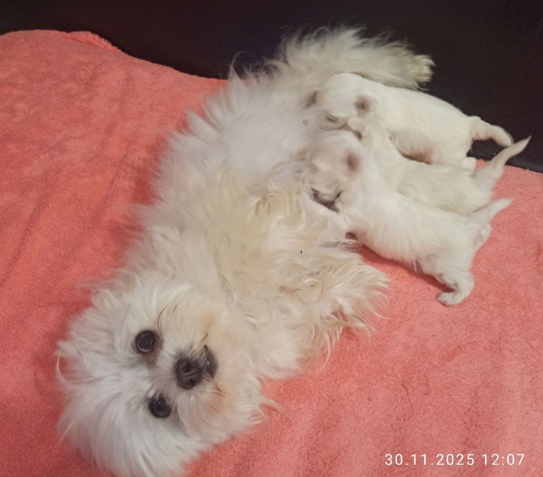 Цуцики мальтійської болонки