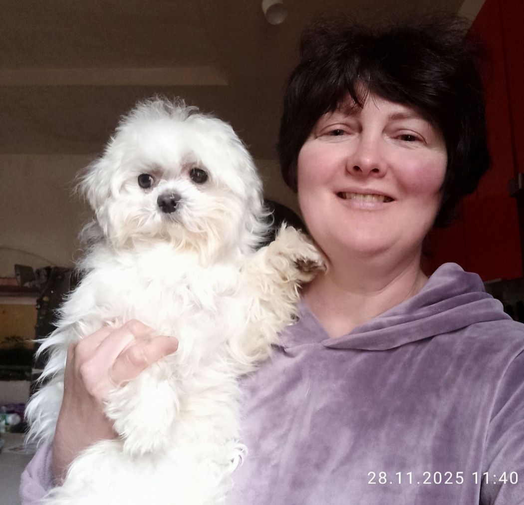 Цуцики мальтійської болонки