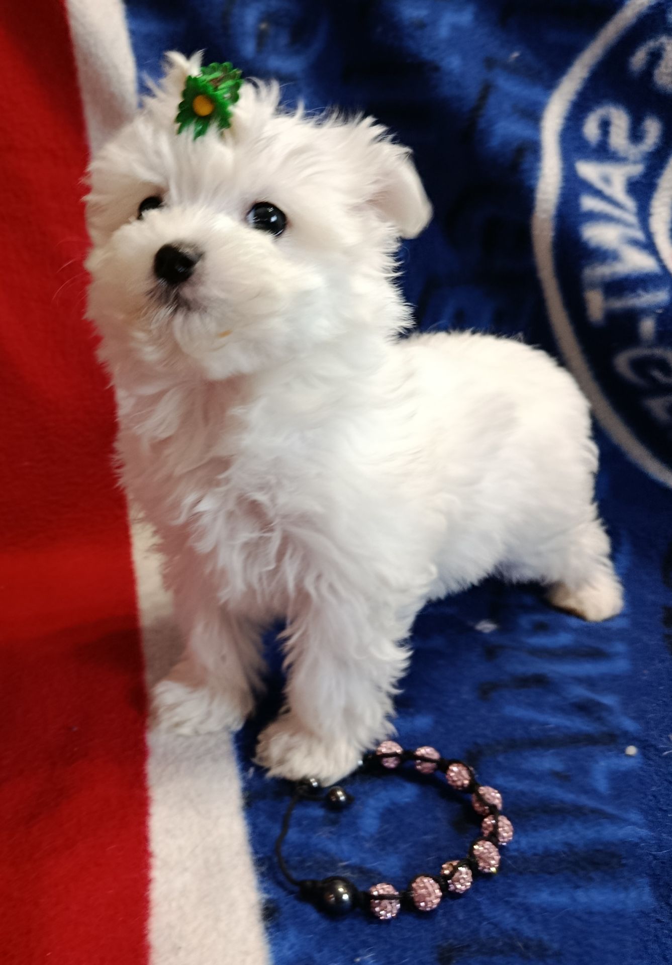 Цуцики мальтійської болонки