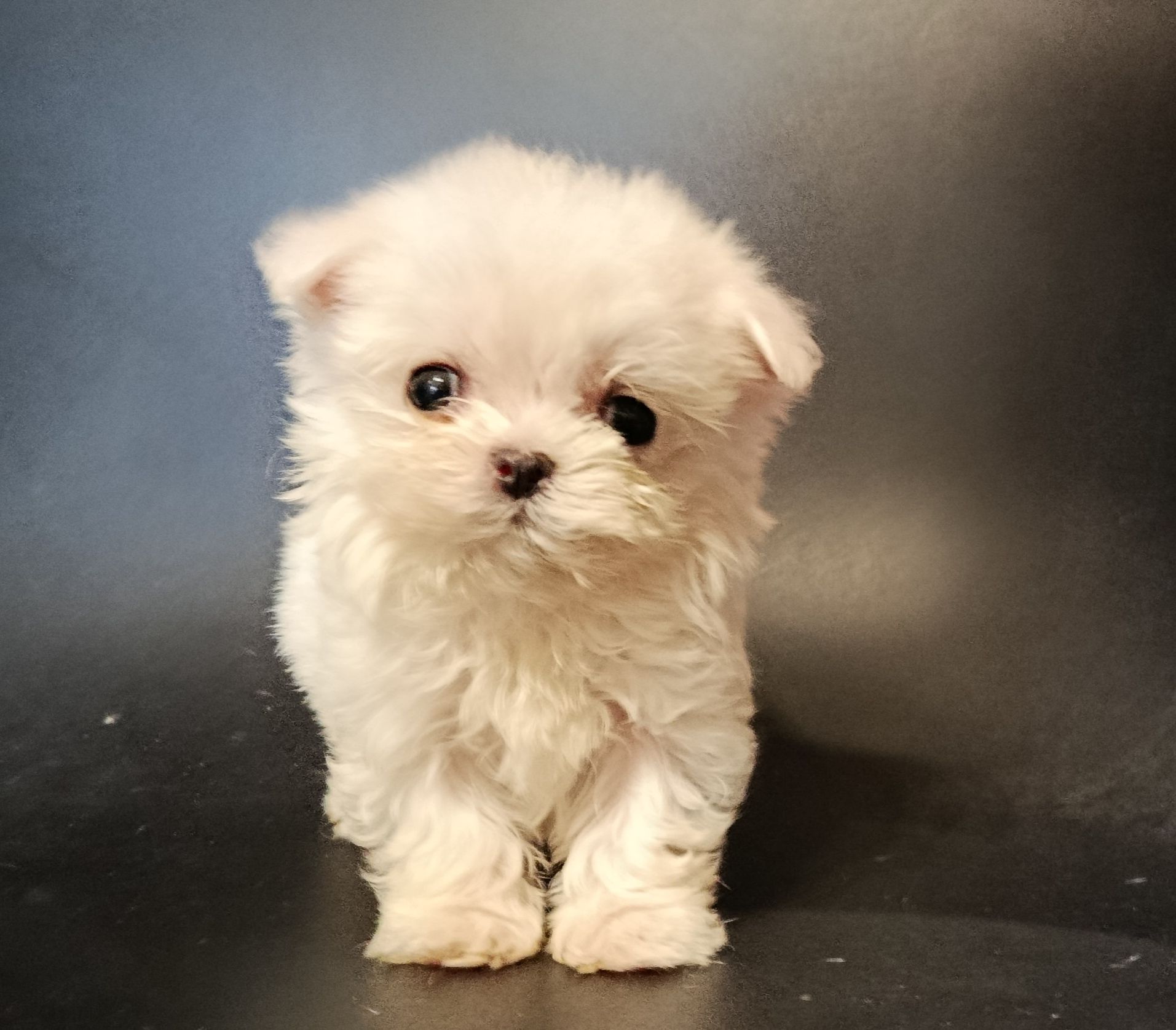 Цуцики мальтійської болонки