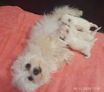 Цуцики мальтійської болонки