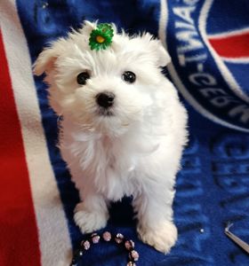 Цуцики мальтійської болонки