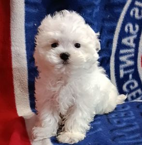 Цуцики мальтійської болонки