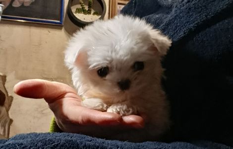 Цуцики мальтійської болонки