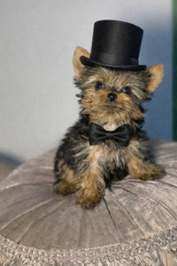 Щенки йоркширского терьера