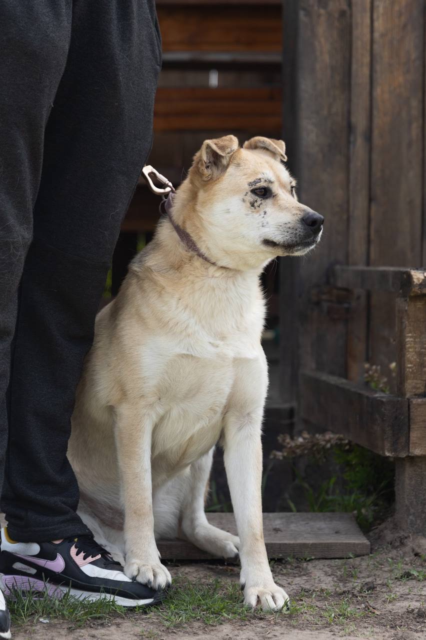 Собака безкоштовно зі Словʼянська