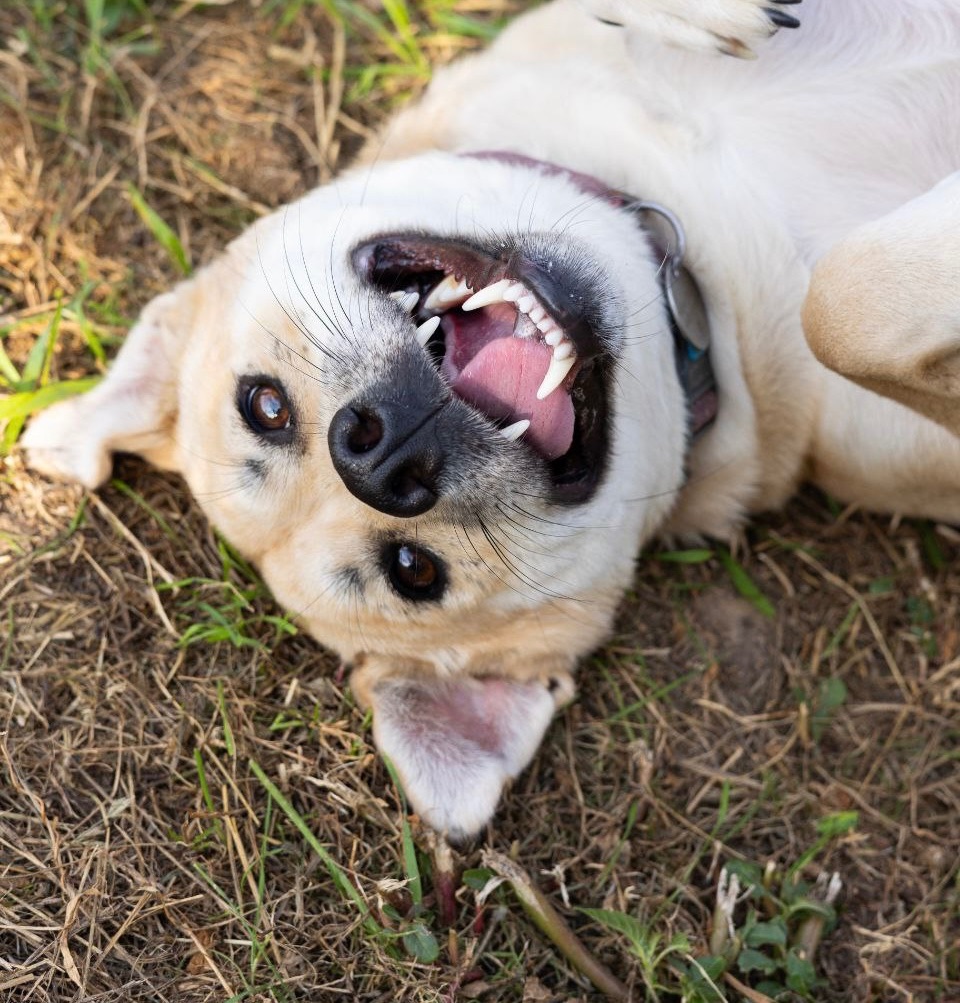 Собака безкоштовно зі Словʼянська