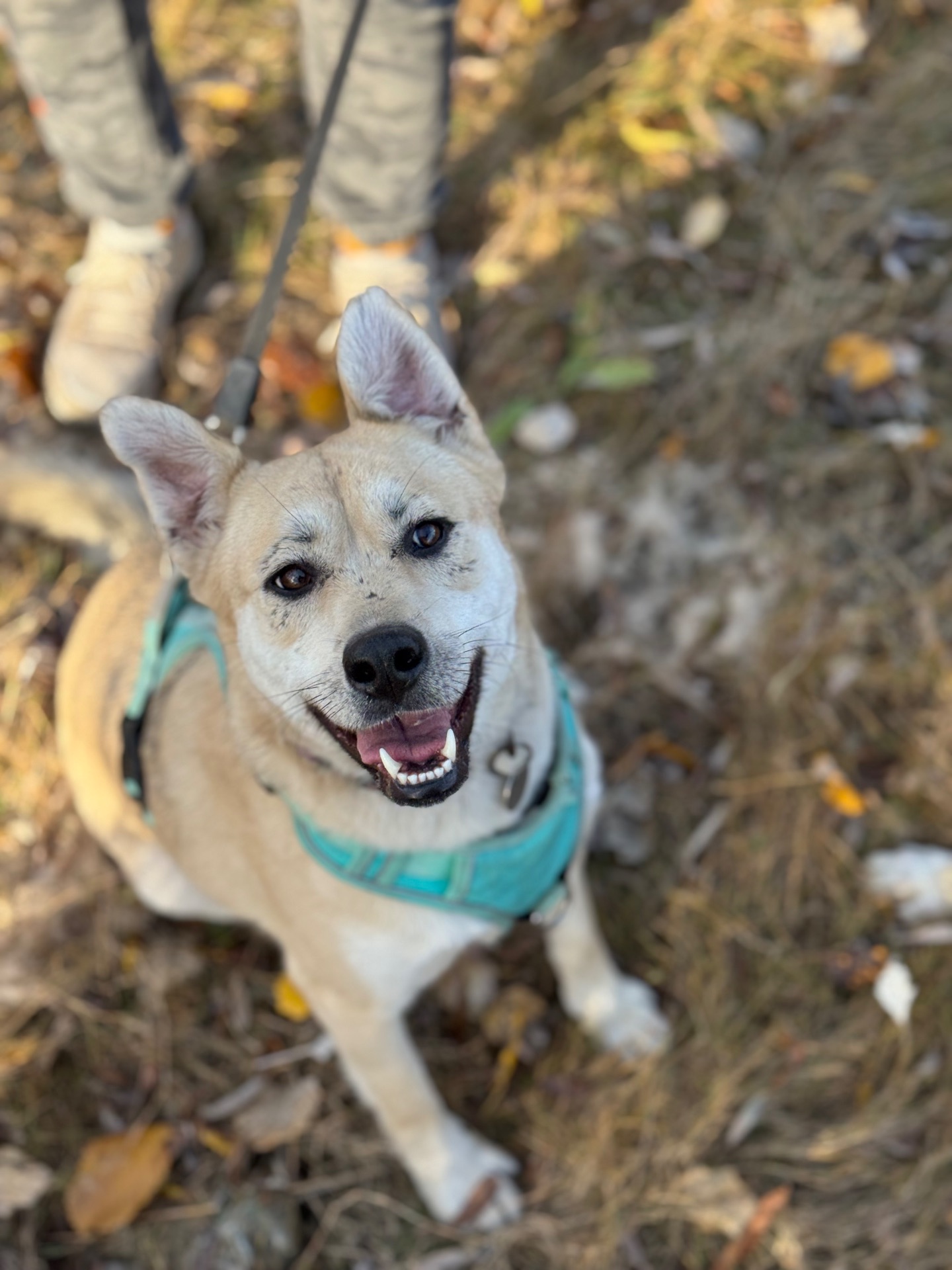 Собака безкоштовно зі Словʼянська