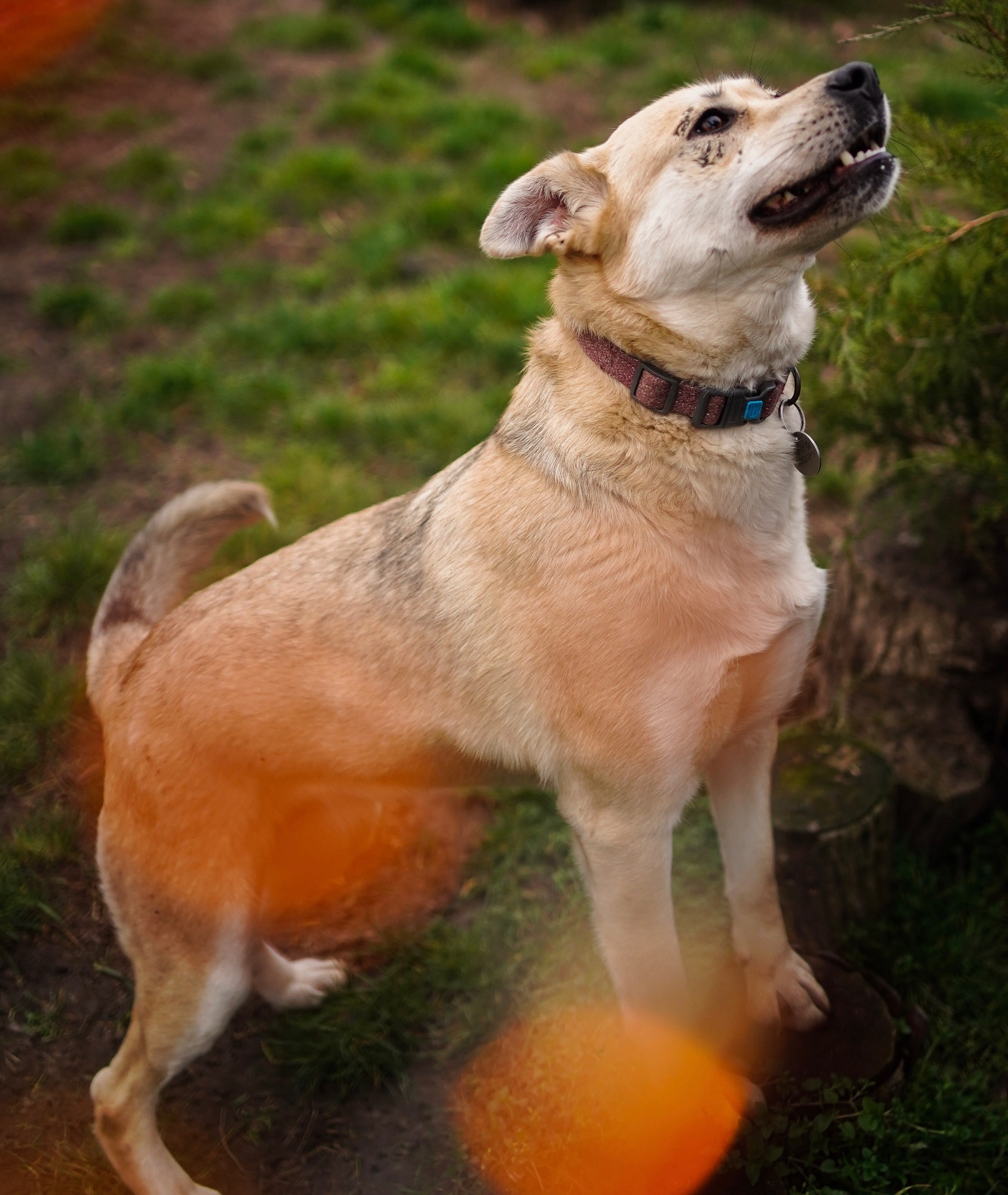Собака безкоштовно зі Словʼянська