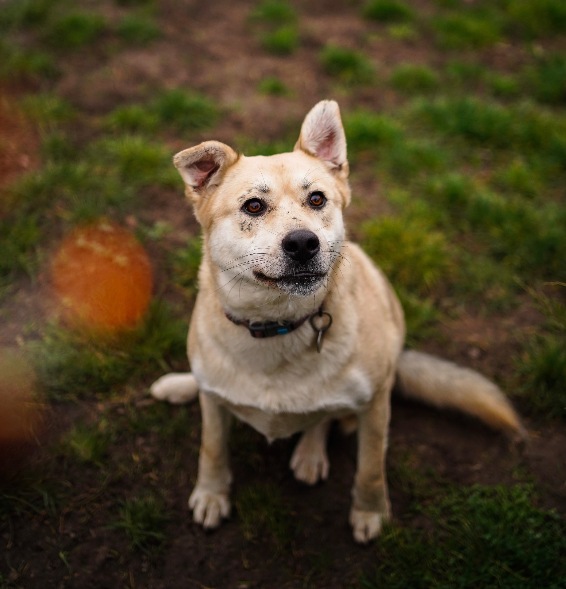 Собака безкоштовно зі Словʼянська