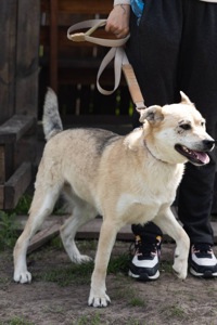 Собака безкоштовно зі Словʼянська