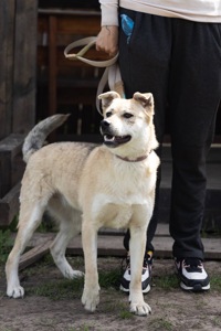 Собака безкоштовно зі Словʼянська