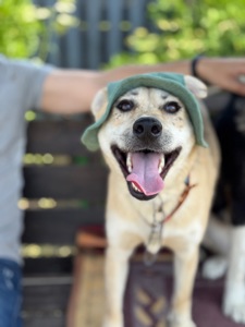 Собака безкоштовно зі Словʼянська