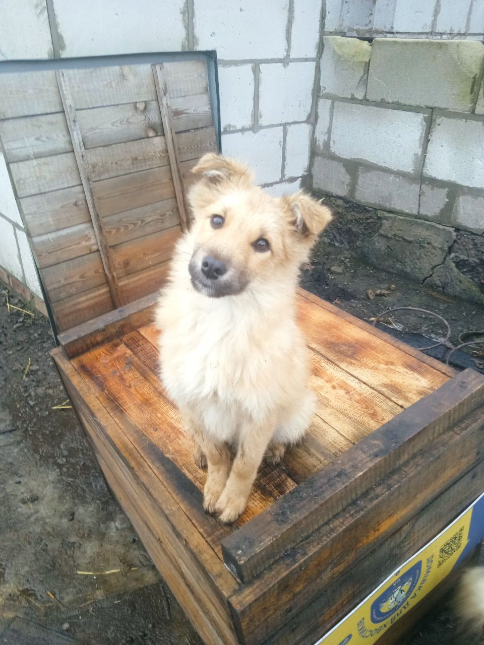 Ярик активний, грайливий в Гарні руки